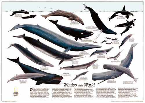 Poster Nature: Whales of the World from National Geographic.